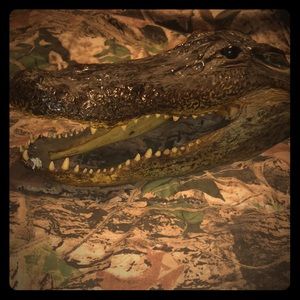 Alligator head